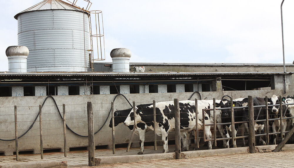 Ganado Brucelosis Senasa