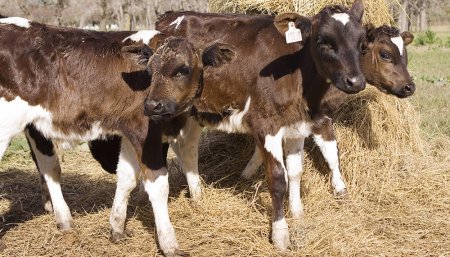 Ganado Brucelosis Senasa