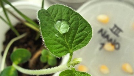 Nanotecnología: El producto nanotizado se aplica sobre el cultivo, penetra rápido con eficacia.