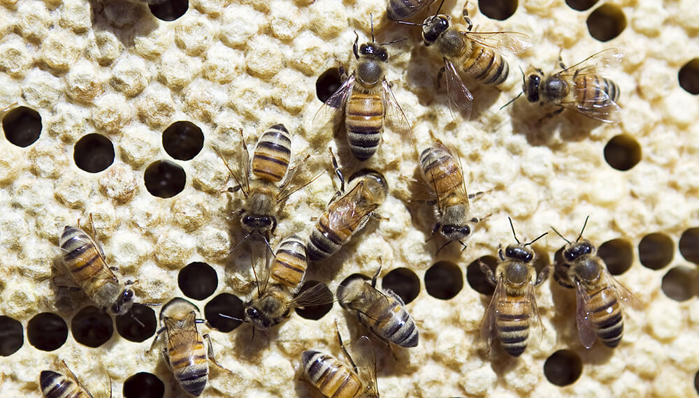 Abejas en un panal