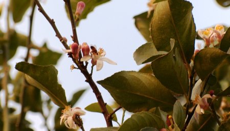Flores en limonero