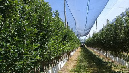 hilera de árboles frutales