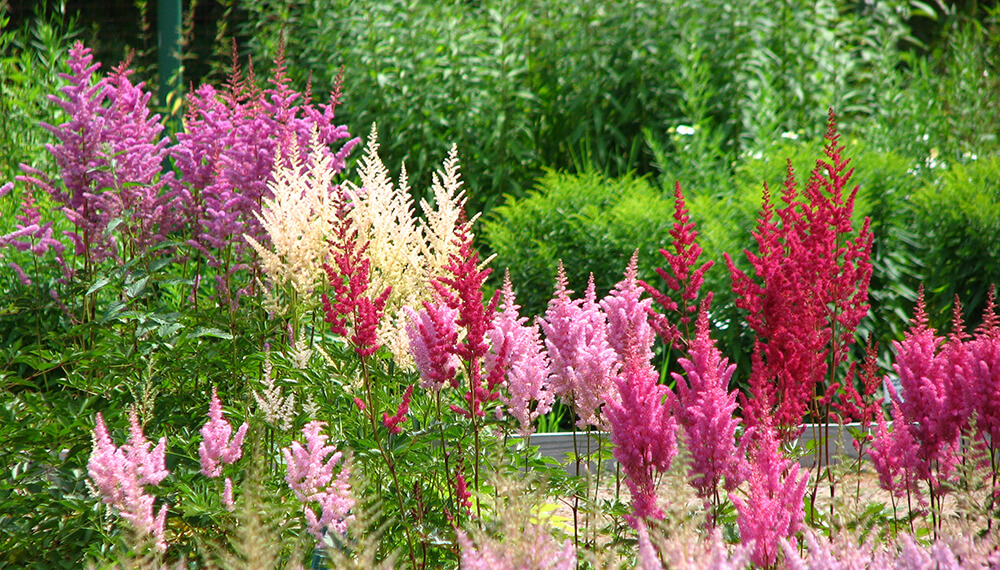 flores en el jardín