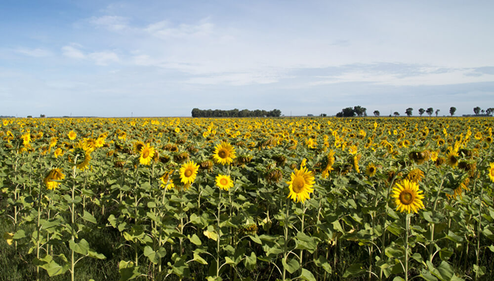 Girasol