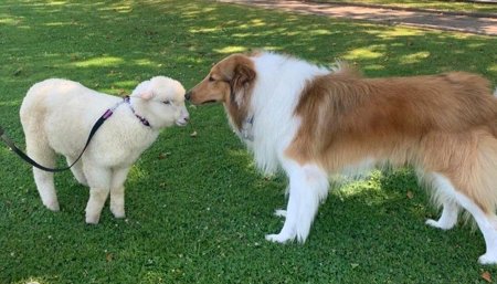 oveja argentina con Dylan perro presidente Alberto Fernandez
