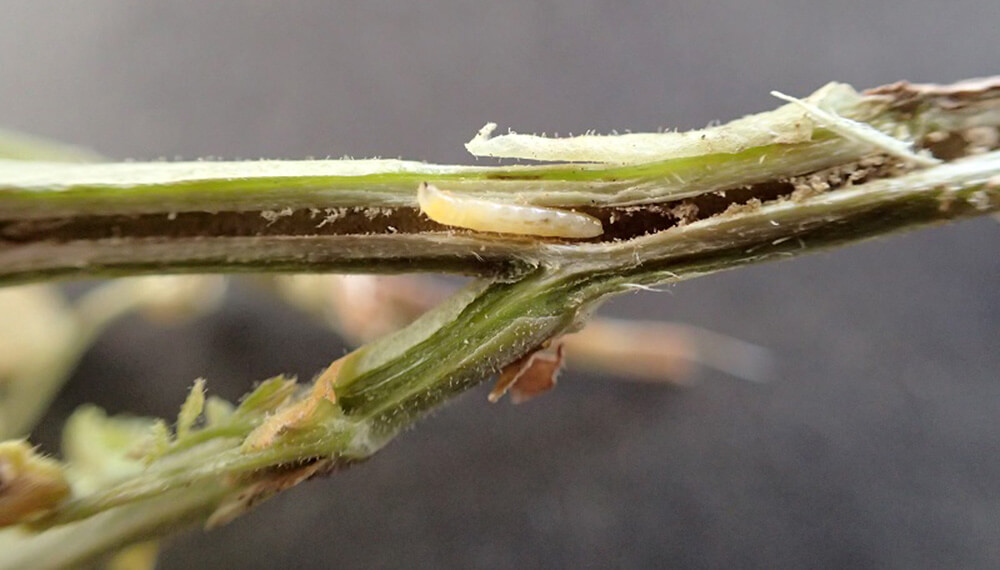 mosquita de la soja en planta