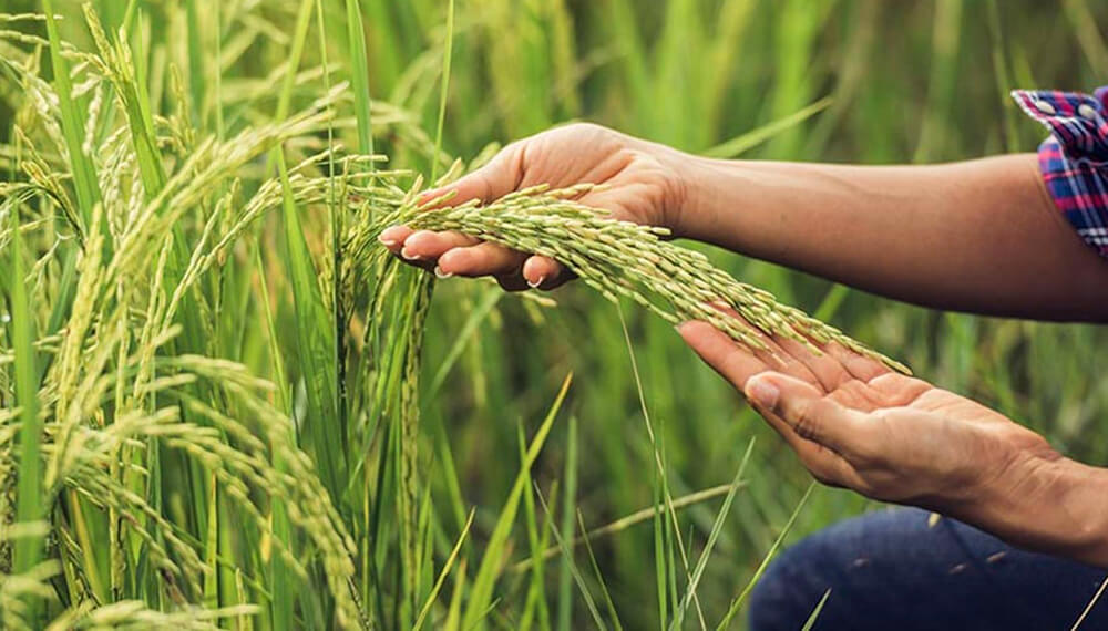 cultivos de arroz Corrientes Infocampo