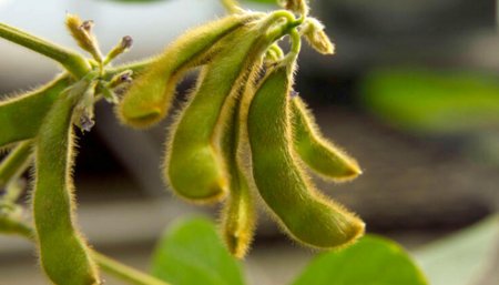 chaucha soja infocampo