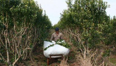 yerbatero trabajando