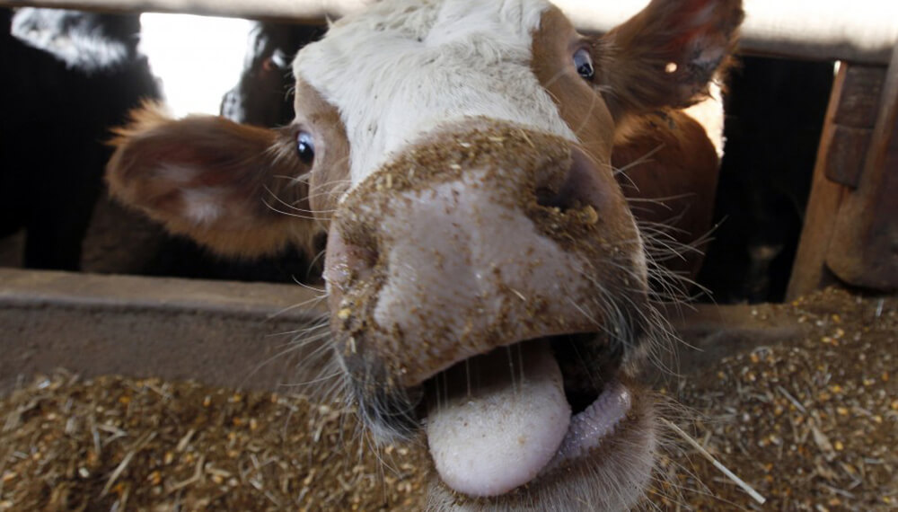 Descubrieron el verdadero origen de “la enfermedad de las vacas locas”