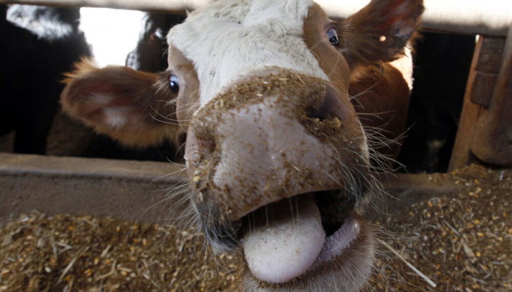 Descubrieron el verdadero origen de la enfermedad de las vacas locas