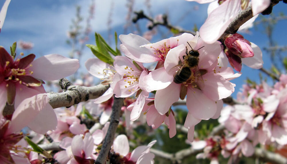 abeja polinizando almendro