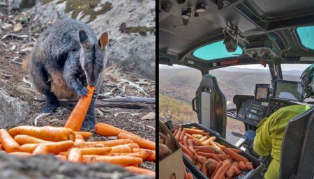 zanahorias canguros helicóptero Australia