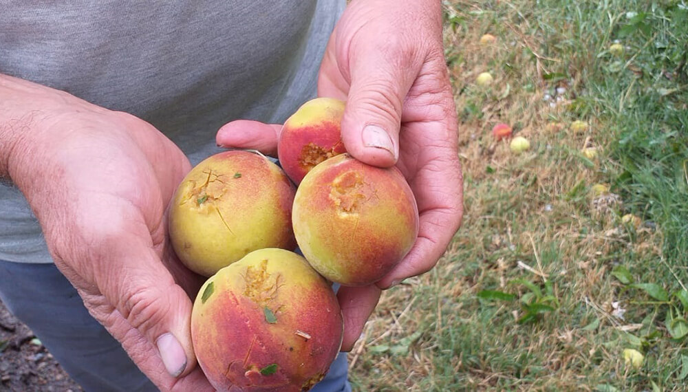 Clima: daños por granizo en Villa Regina, Río Negro