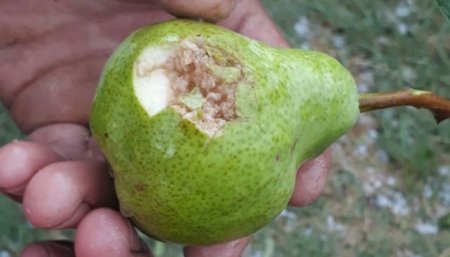 Clima: daños por granizo en Villa Regina, Río Negro