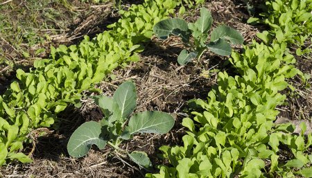 Consejos estratégicos para armar la huerta