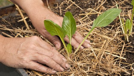 Consejos estratégicos para armar la huerta