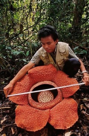 La flor más grande del mundo: hallaron una Rafflesia de más de un metro en  Indonesia