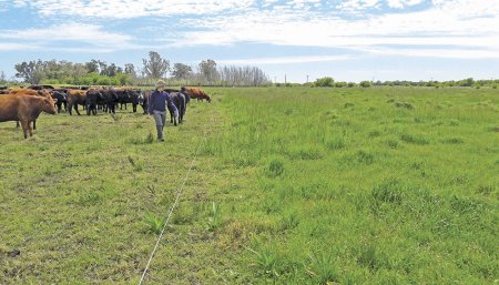 Raigrás: es clave el monitoreo para determinar la presencia del hongo cornezuelo del centeno