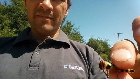 langostas cordoba senasa