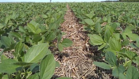 Cultivos de servicio: las razones por los que son buenos antecesores