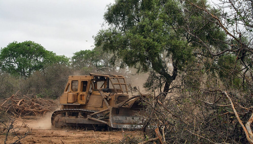 Deforestación: aseguran que se perdieron más de 80 mil hectáreas en el norte del país en 2019