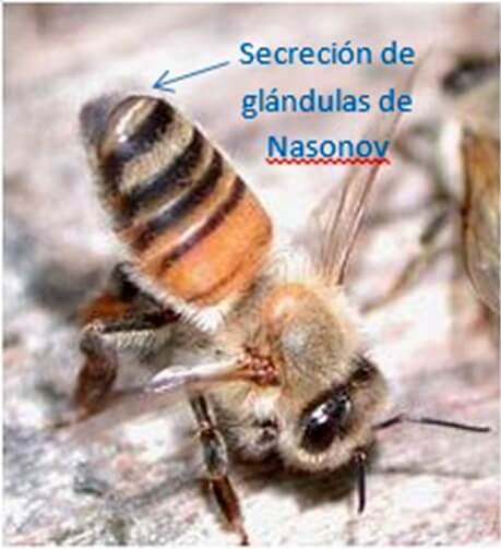 Abeja INTA