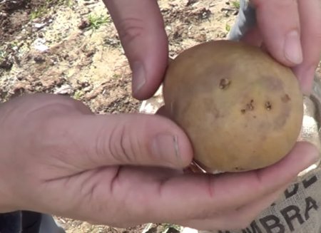 Cómo sembrar papa y zanahoria: el dúo ideal para cultivar en verano