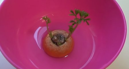 Cómo sembrar papa y zanahoria: el dúo ideal para cultivar en verano