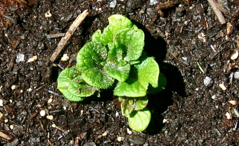 Cómo sembrar papa y zanahoria: el dúo ideal para cultivar en verano