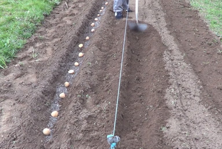Cómo sembrar papa y zanahoria: el dúo ideal para cultivar en verano