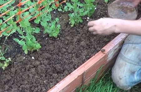 Cómo sembrar papa y zanahoria: el dúo ideal para cultivar en verano