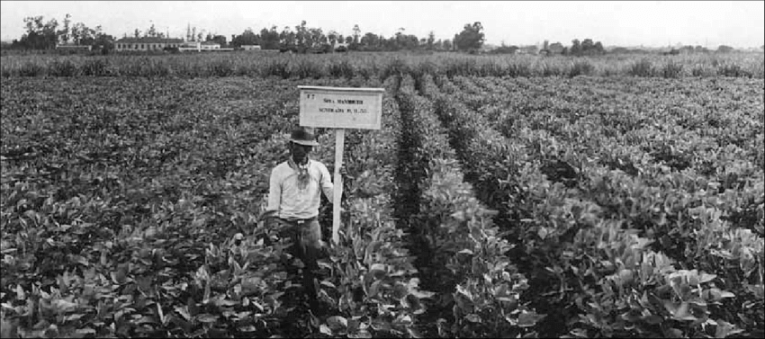 cultivo de soja en 1933