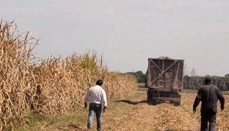 Trabajadores durante la zafra