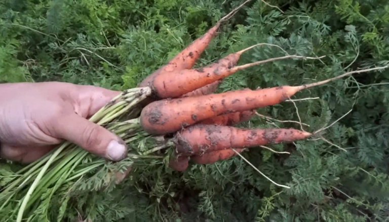 Zanahorias