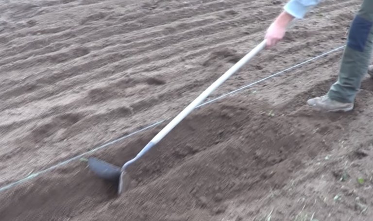 Cómo sembrar papa y zanahoria: el dúo ideal para cultivar en verano