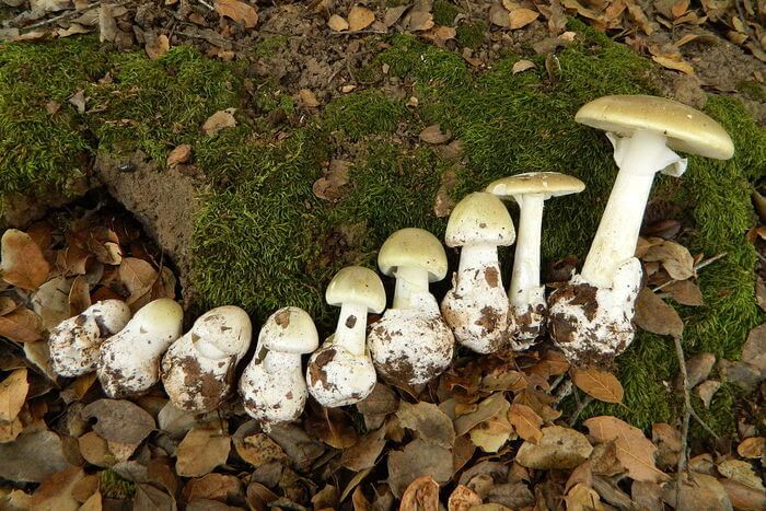 ciclo de vida amanita phalloides