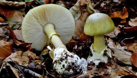 hongo amanita phalloides