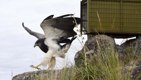 águila liberada del cautiverio