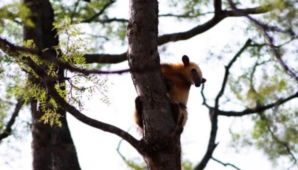 Oso melero en un árbol