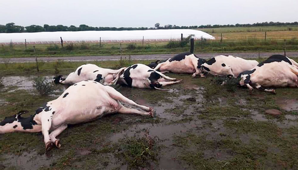 vacas victimas de un rayo en santa fe