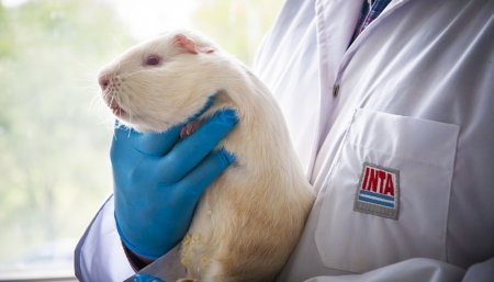 animal de laboratorio