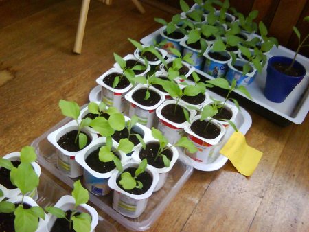 Cómo hacer un semillero paso a paso con materiales reciclados