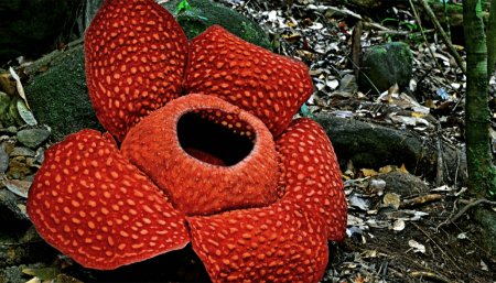flor Rafflesia