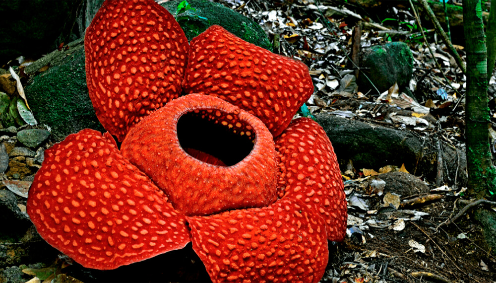 flor Rafflesia