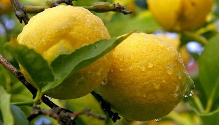 Limones