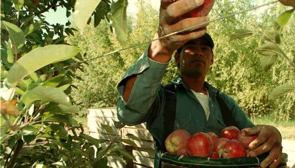 trabajador recolectando manzanas