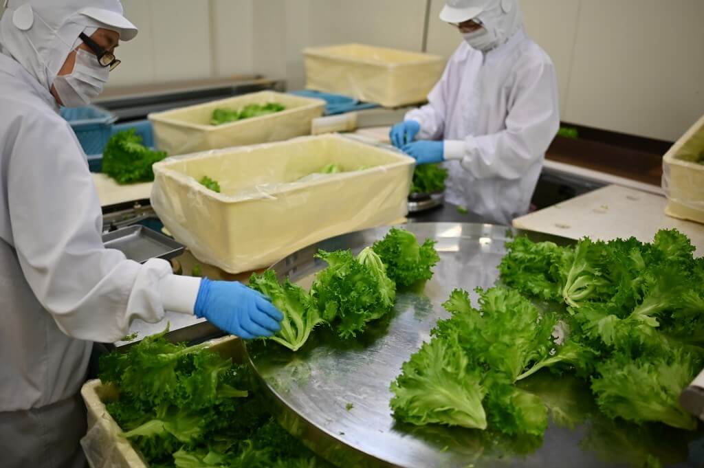 fábrica hombres lechuga