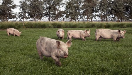 Senasa Cerdos Peste porcina africana