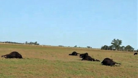 vacas intoxicadas en el campo